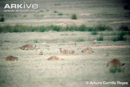 Fotografia de Arturo Carrillo Reyes - Galeria Fotografica: Perrito llanero mexicano - Foto: 