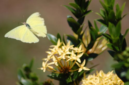 Fotografia de nerallc - Galeria Fotografica: Mariposas - Foto: 
