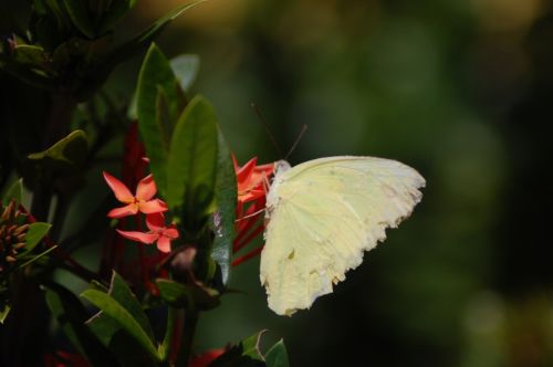 Fotografia de nerallc - Galeria Fotografica: Mariposas - Foto: 