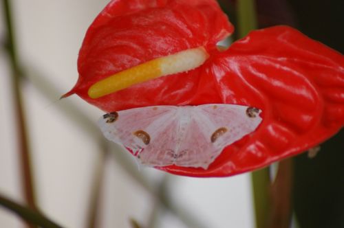 Fotografia de nerallc - Galeria Fotografica: Mariposas - Foto: 