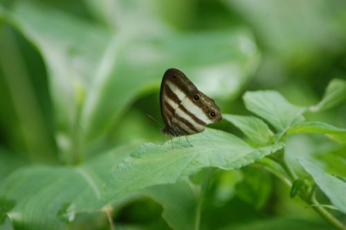 Fotografia de nerallc - Galeria Fotografica: Mariposas - Foto: 