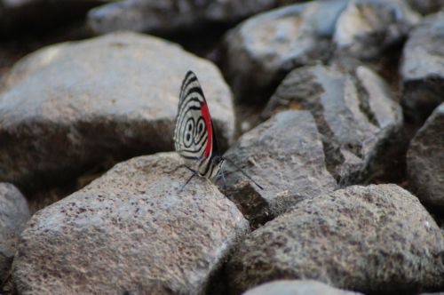 Fotografia de nerallc - Galeria Fotografica: Mariposas - Foto: 