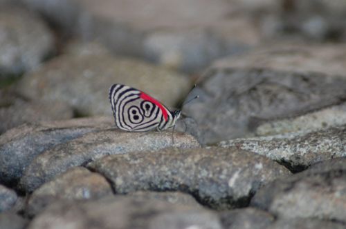 Fotografia de nerallc - Galeria Fotografica: Mariposas - Foto: 