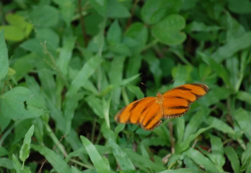 Fotografia de nerallc - Galeria Fotografica: Mariposas - Foto: 