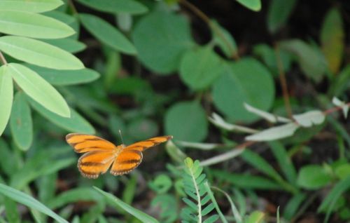 Fotografia de nerallc - Galeria Fotografica: Mariposas - Foto: 