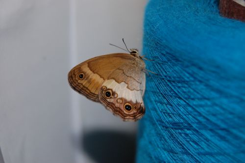 Fotografia de nerallc - Galeria Fotografica: Mariposas - Foto: 