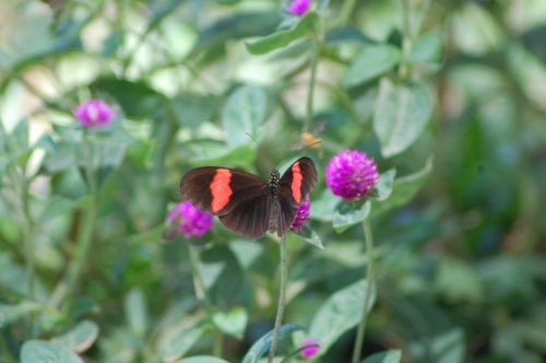 Fotografia de nerallc - Galeria Fotografica: Mariposas - Foto: 