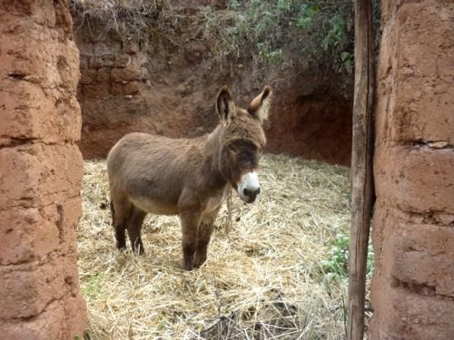 Fotografia de oz - Galeria Fotografica: mas fotos  - Foto: 