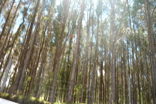 Fotografia de oz - Galeria Fotografica: mas fotos  - Foto: 