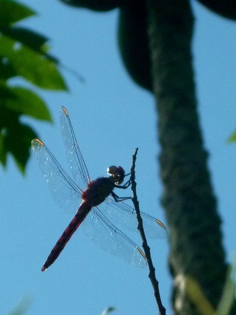 Fotografia de oz - Galeria Fotografica: mas fotos  - Foto: 