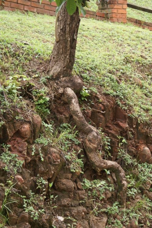 Fotografia de Sarco - Galeria Fotografica: Iguaz� Falls - Foto: 