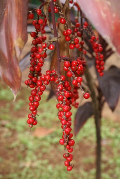 Fotografia de Sarco - Galeria Fotografica: Iguaz Falls - Foto: 