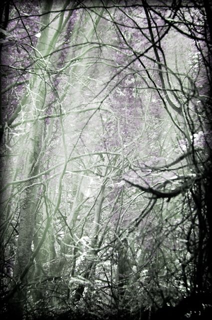 Fotografia de At a first glance - Galeria Fotografica: the enchanted forest - Foto: 