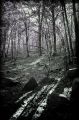 Fotos de At a first glance -  Foto: the enchanted forest - 