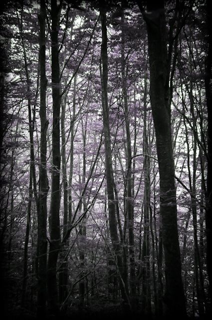 Fotografia de At a first glance - Galeria Fotografica: the enchanted forest - Foto: 