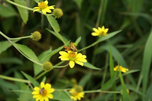 Fotografia de Sarco - Galeria Fotografica: Iguaz Falls - Foto: 