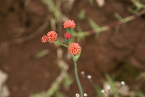 Fotografia de Sarco - Galeria Fotografica: Iguaz Falls - Foto: 