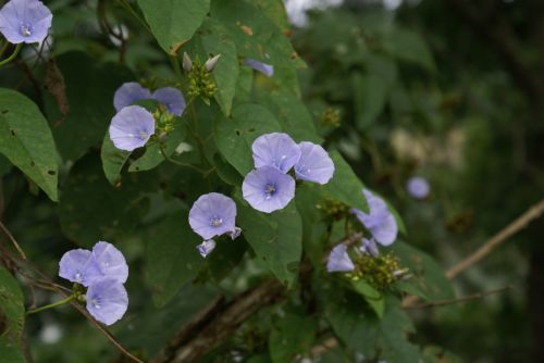 Fotografia de Sarco - Galeria Fotografica: Iguaz Falls - Foto: 