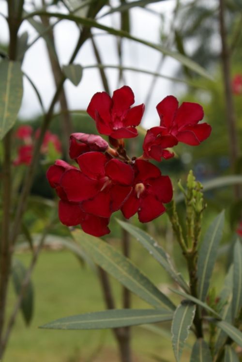 Fotografia de Sarco - Galeria Fotografica: Iguaz Falls - Foto: 
