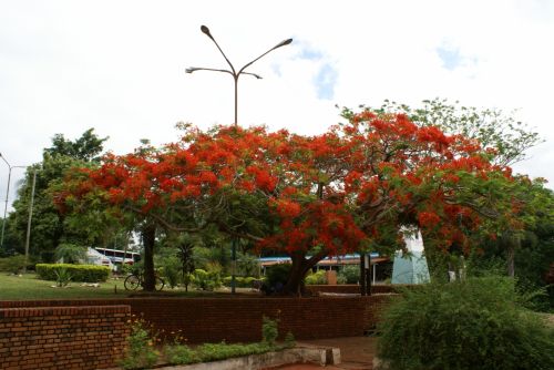 Fotografia de Sarco - Galeria Fotografica: Iguaz Falls - Foto: 