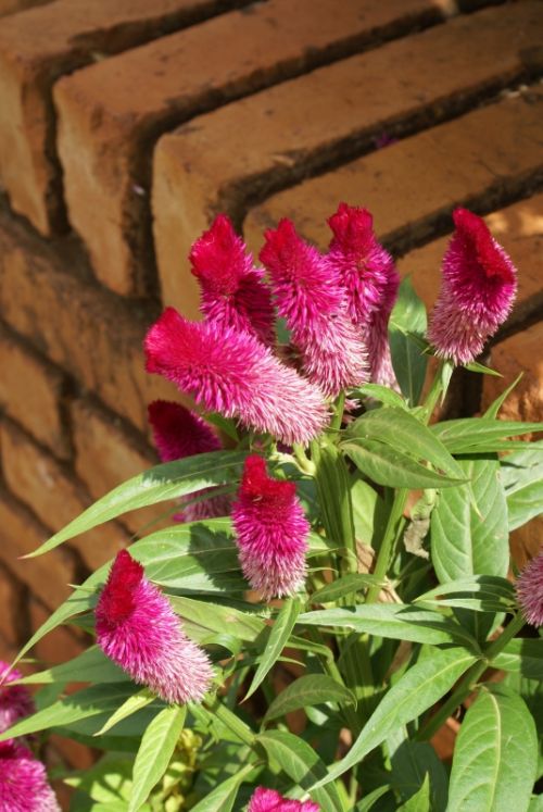 Fotografia de Sarco - Galeria Fotografica: Iguaz Falls - Foto: 