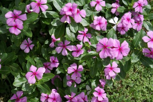 Fotografia de Sarco - Galeria Fotografica: Iguaz Falls - Foto: 