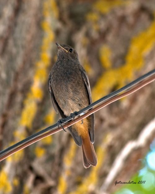 Fotografia de Tobales - Galeria Fotografica: Sierra del  Segura - Foto: Colirrojo