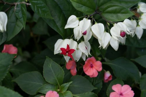 Fotografia de Sarco - Galeria Fotografica: Iguaz Falls - Foto: 