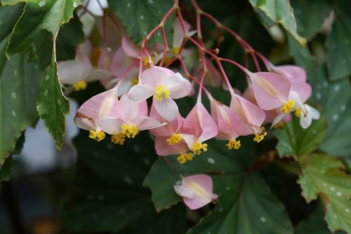 Fotografia de Sarco - Galeria Fotografica: Iguaz Falls - Foto: 