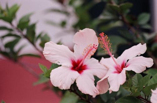 Fotografia de Siana - Galeria Fotografica: Tesoros subtropicales - Foto: amigas