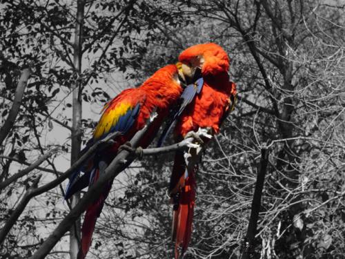 Fotografia de HUGUITO - Galeria Fotografica: PHOTOTUNNING - Foto: LOVELY BIRDS