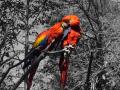 Foto de  HUGUITO - Galería: PHOTOTUNNING - Fotografía: LOVELY BIRDS