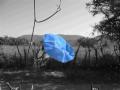 Fotos de HUGUITO -  Foto: PHOTOTUNNING - BLUE FLOWER