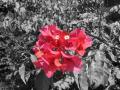 Fotos de HUGUITO -  Foto: PHOTOTUNNING - RED FLOWER