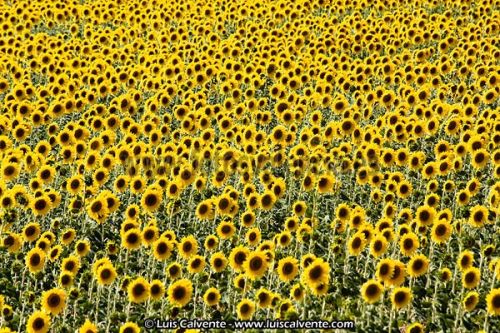 Fotografia de fotosvalencia.es - Galeria Fotografica: Portfolio - Foto: 