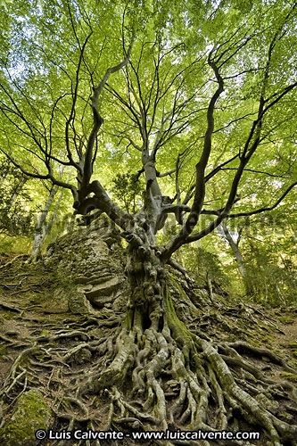 Fotografia de fotosvalencia.es - Galeria Fotografica: Portfolio - Foto: 