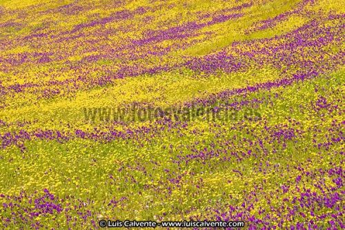 Fotografia de fotosvalencia.es - Galeria Fotografica: Portfolio - Foto: 