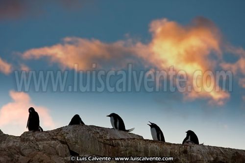 Fotografia de fotosvalencia.es - Galeria Fotografica: Portfolio - Foto: 