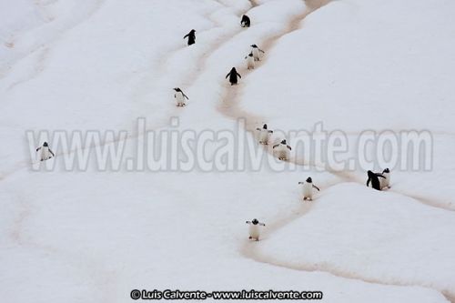 Fotografia de fotosvalencia.es - Galeria Fotografica: Portfolio - Foto: 