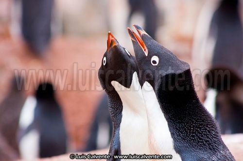 Fotografia de fotosvalencia.es - Galeria Fotografica: Portfolio - Foto: 