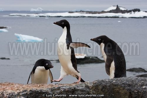 Fotografia de fotosvalencia.es - Galeria Fotografica: Portfolio - Foto: 