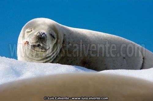 Fotografia de fotosvalencia.es - Galeria Fotografica: Portfolio - Foto: 