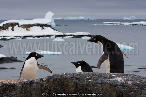 Fotografia de fotosvalencia.es - Galeria Fotografica: Portfolio - Foto: 