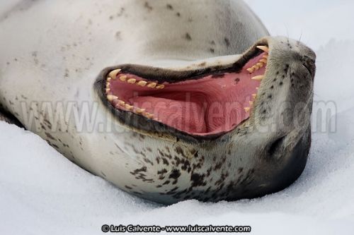 Fotografia de fotosvalencia.es - Galeria Fotografica: Portfolio - Foto: 