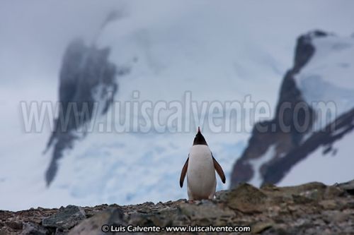 Fotografia de fotosvalencia.es - Galeria Fotografica: Portfolio - Foto: 