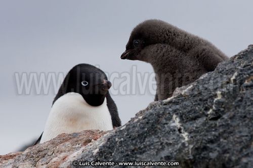 Fotografia de fotosvalencia.es - Galeria Fotografica: Portfolio - Foto: 