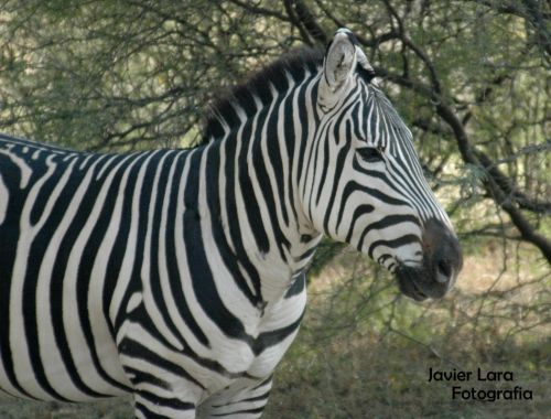 Fotografia de Javier Lara - Galeria Fotografica: Naturaleza - Foto: 