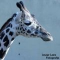 Fotos de Javier Lara -  Foto: Naturaleza - 