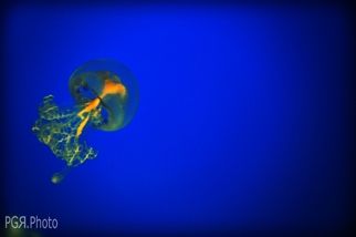 Fotografia de photo giaquinta - Galeria Fotografica: Peces - Foto: meduza