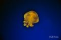 Fotos de photo giaquinta -  Foto: Peces - meduza